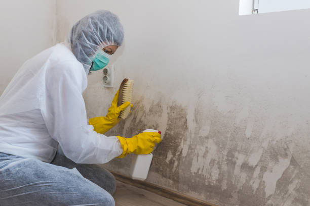 Best Post-Flood Mold Remediation in Thunderbolt, GA