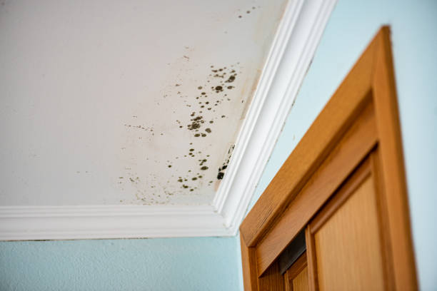 Best Industrial Mold Remediation in Thunderbolt, GA