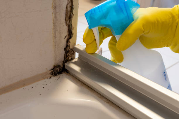 Professional Mold Remediation in Thunderbolt, GA
