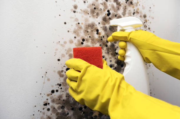 Best Basement Mold Remediation in Thunderbolt, GA